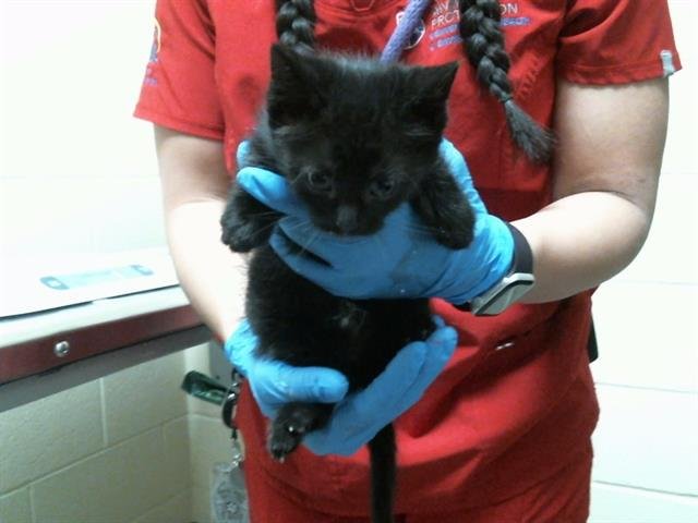 RIKU - Domestic Short Hair available for adoption