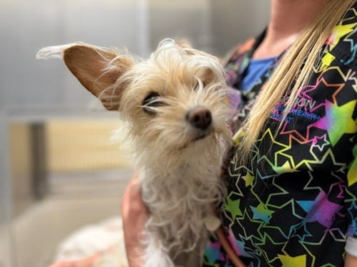 XENA WARRIOR PRINCESS - Cairn Terrier available for adoption