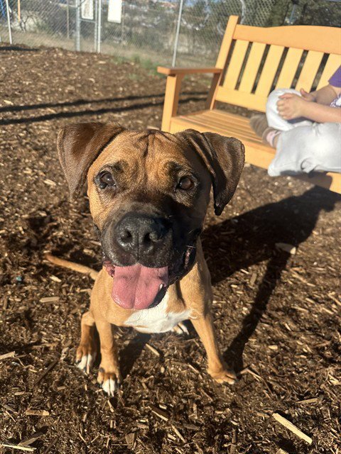 APPLEJACK - Boxer for adoption in Lakewood