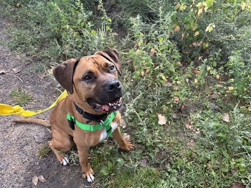 APPLEJACK - Boxer available for adoption