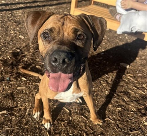 APPLEJACK - Boxer available for adoption
