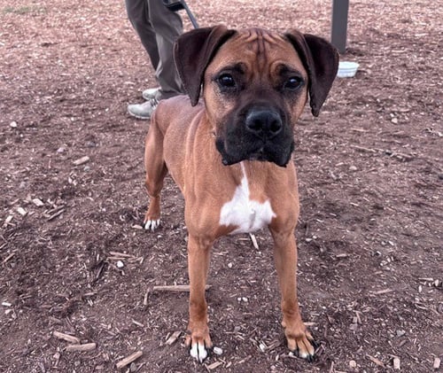 APPLEJACK - Boxer available for adoption