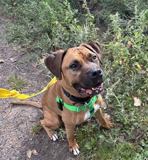 APPLEJACK - Boxer available for adoption