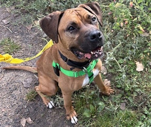 APPLEJACK - Boxer available for adoption