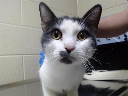 HELLO KITTY - Domestic Short Hair available for adoption