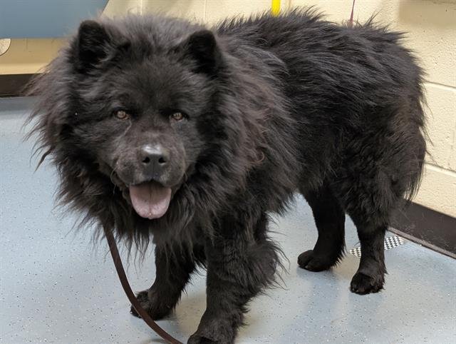 OPIE - Chow Chow available for adoption