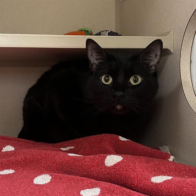 MABEL - Domestic Short Hair available for adoption