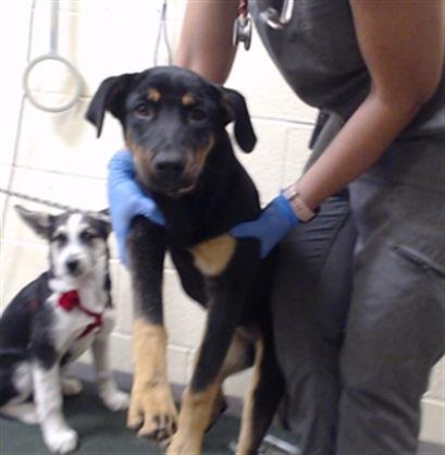 LILY - Doberman Pinscher available for adoption