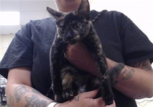 ELVIRA - Domestic Short Hair available for adoption