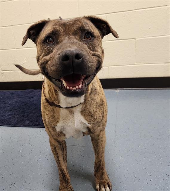 PRECIOUS - American Pit Bull Terrier available for adoption