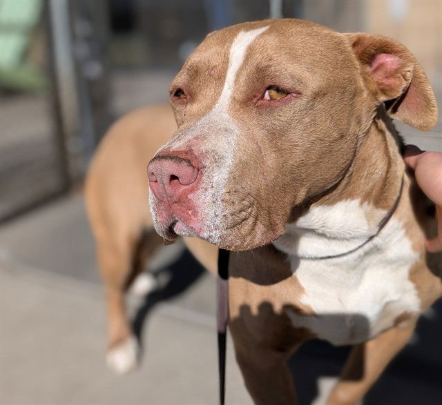 LILA - American Pit Bull Terrier available for adoption