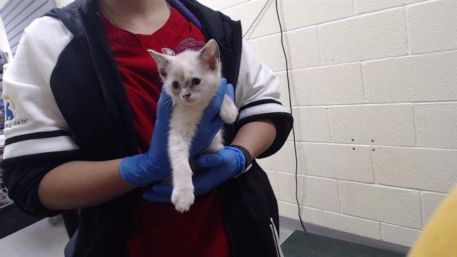 RUPEE - Domestic Short Hair available for adoption