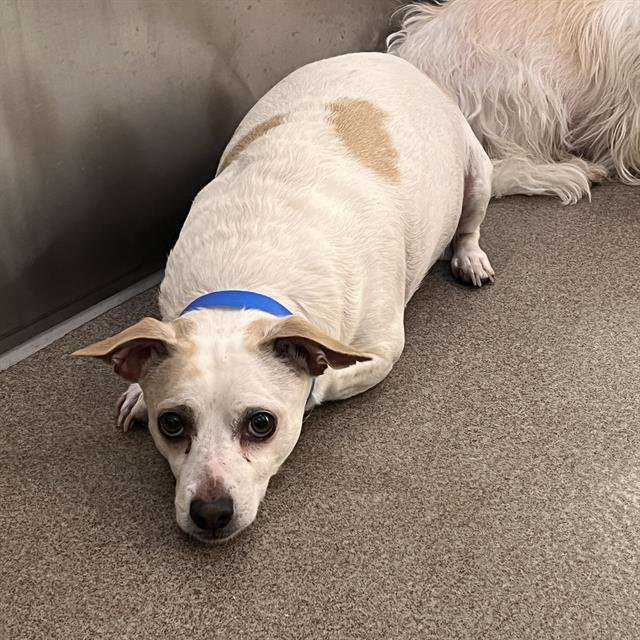 MILO - Chihuahua available for adoption