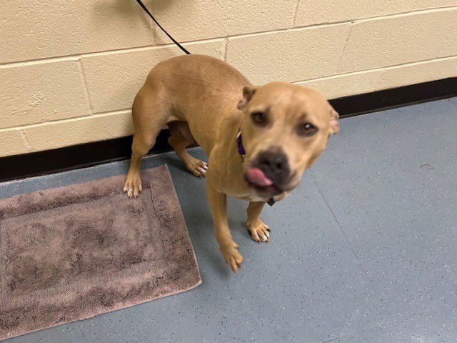 PADDY - American Pit Bull Terrier available for adoption