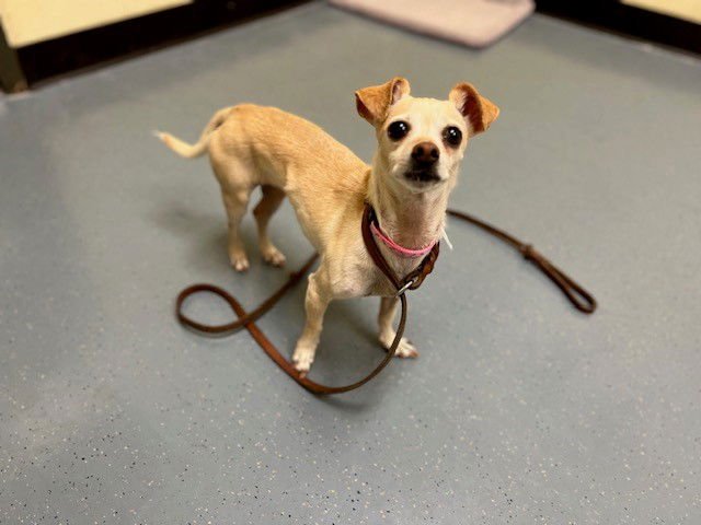 DULCE - Chihuahua available for adoption