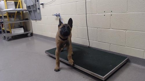 REX - Belgian Shepherd Malinois available for adoption