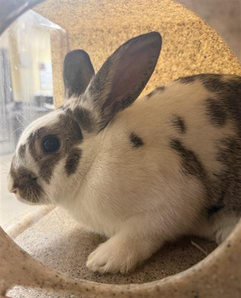 LOUIE - Shorthaired Rabbit available for adoption