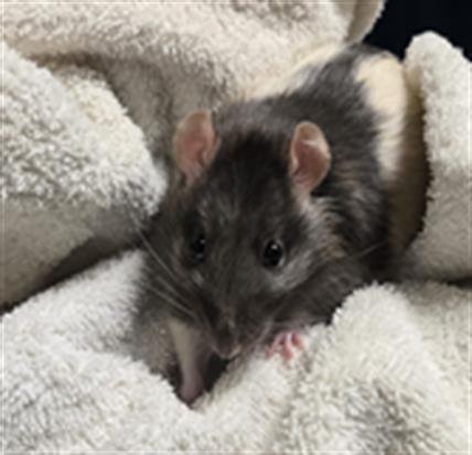 DUMPTRUCK - Rat available for adoption