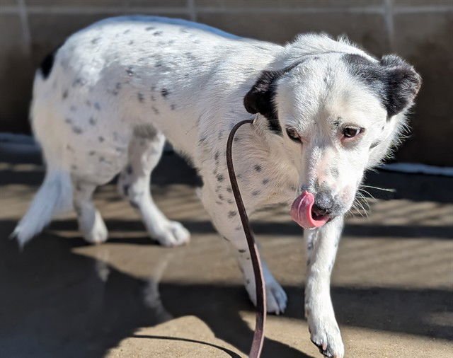 SPOTS - Jack Russell Terrier (Parson Russell Terrier) available for adoption