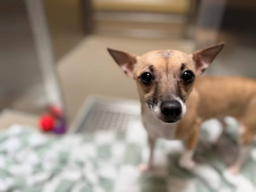 HONEY BUN - Chihuahua / Italian Greyhound available for adoption