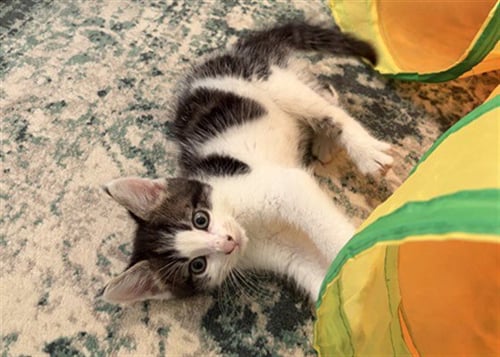 BUMBLEBEE - Domestic Short Hair available for adoption