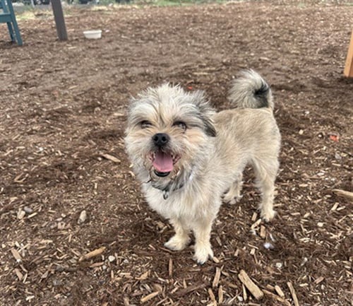NASHVILLE - Brussels Griffon available for adoption