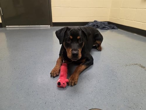 HIGHLIGHTER - Rottweiler available for adoption