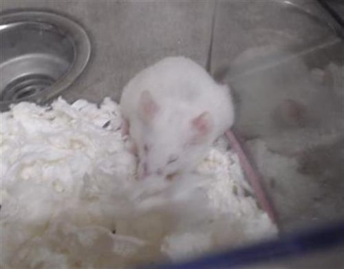 BEANS - Mouse available for adoption