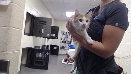 SCARLETT - Domestic Short Hair for adoption in Arvada