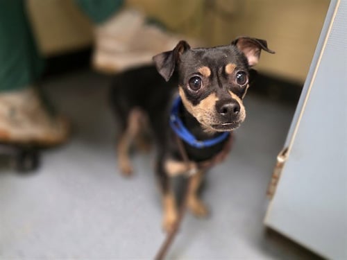 A438040 - Chihuahua available for adoption