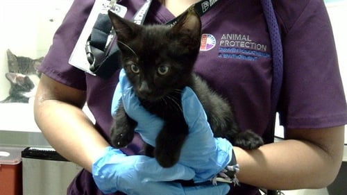AMERICAN CHEESE - Domestic Short Hair available for adoption