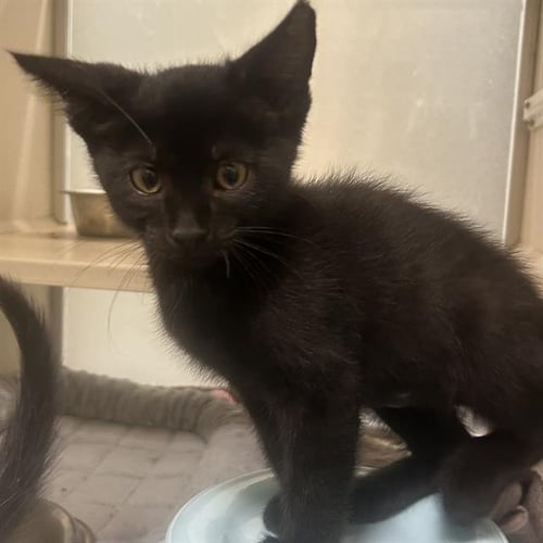 AMERICAN CHEESE - Domestic Short Hair available for adoption