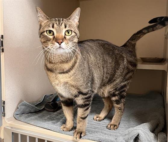 BASTET - Domestic Short Hair available for adoption