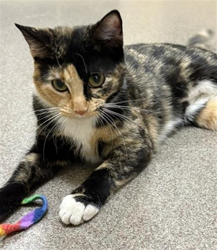 ANTONIA - Domestic Short Hair available for adoption