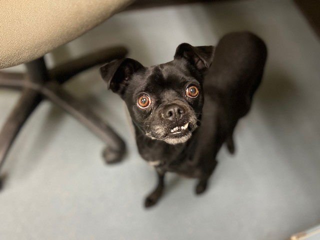 PANCHO - Pug available for adoption