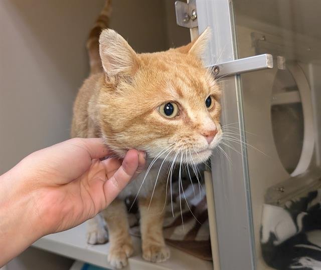 ECHO - Domestic Short Hair available for adoption