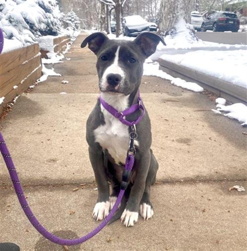 KIRA - Pit Bull Terrier available for adoption