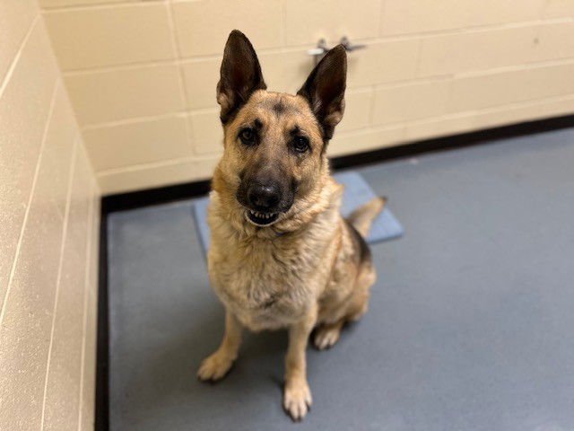 CHAPO - German Shepherd Dog available for adoption