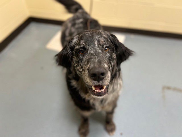 WINSTON - Australian Shepherd / Welsh Springer Spaniel available for adoption