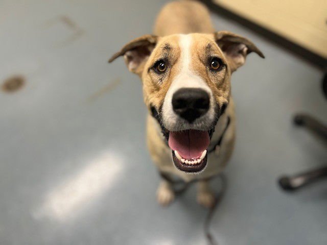 WYATT - Labrador Retriever / German Shepherd Dog available for adoption