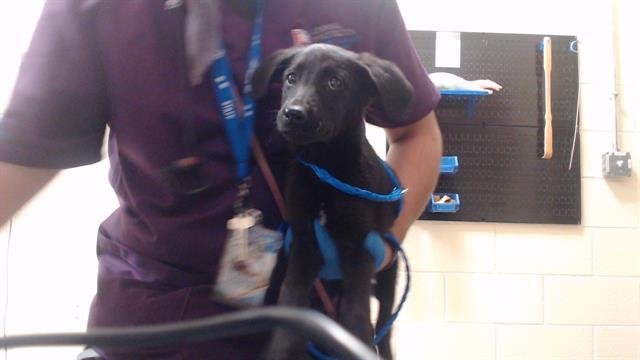 BLOSSOM Image