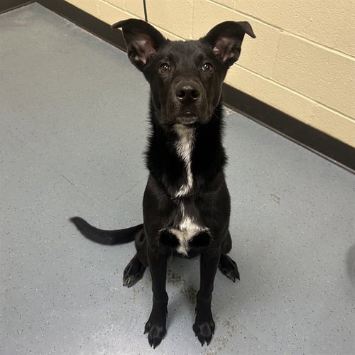 BOOKER - Labrador Retriever available for adoption