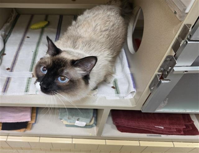 MOCHA - Siamese available for adoption