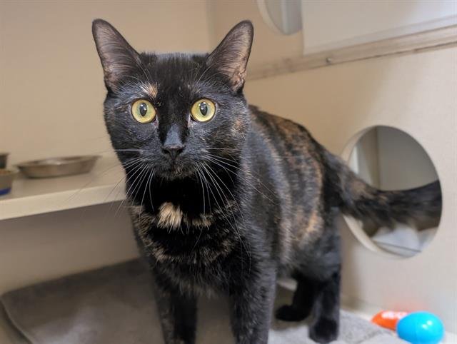 TORTIE Image