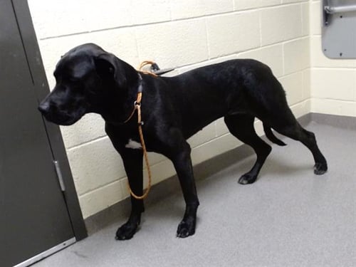 PASSION - Great Dane available for adoption