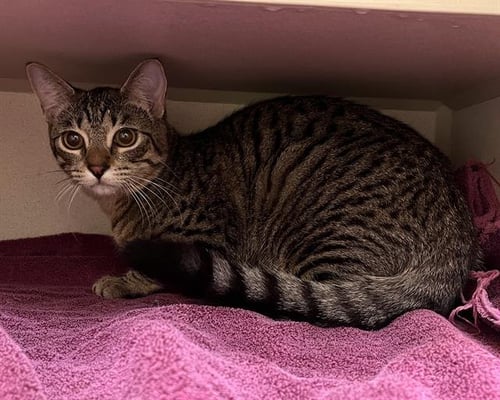 MR LIME - Domestic Short Hair for adoption in Denver