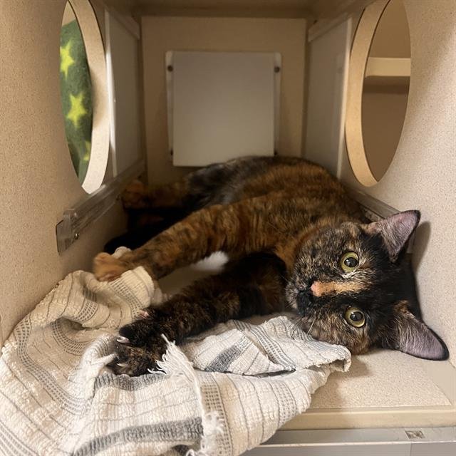 SPICE - Domestic Short Hair available for adoption