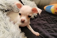 ERNIE - Photo 1