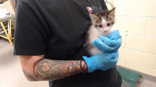 A434725 - Domestic Medium Hair available for adoption