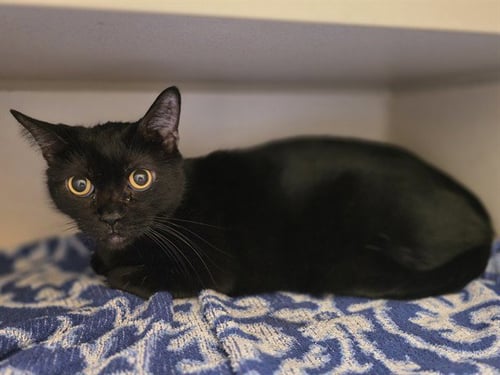 DRAKE - Domestic Short Hair available for adoption